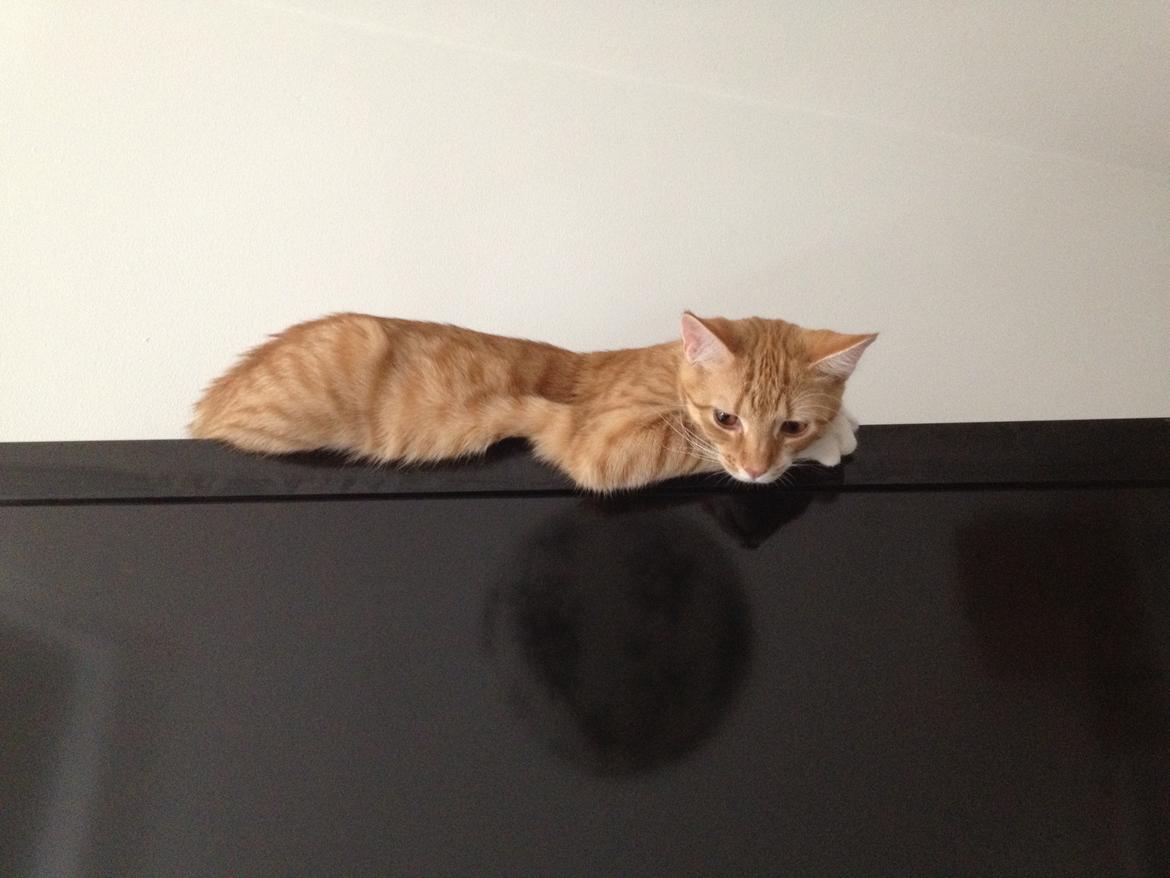 Blanding af racer Luna billede 12