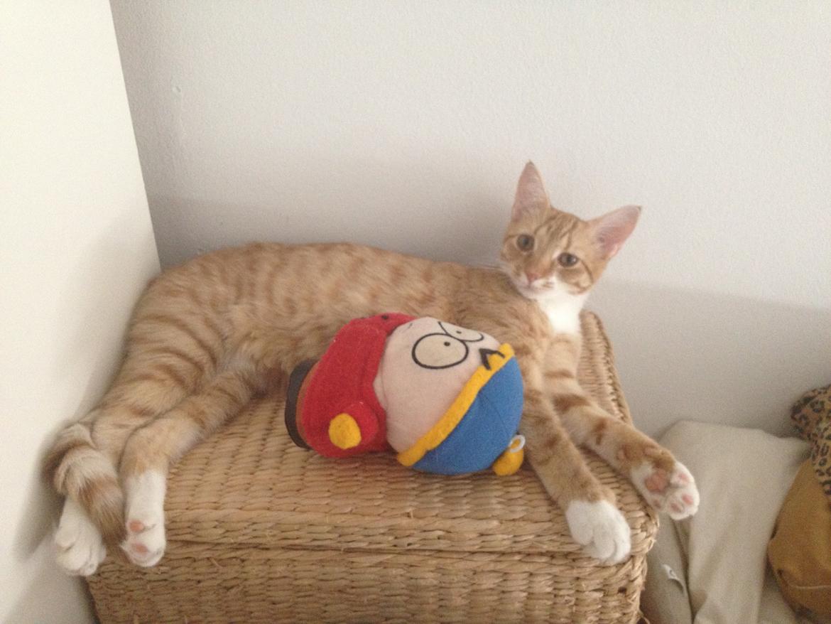 Blanding af racer Luna billede 13