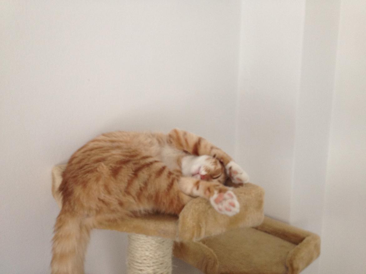 Blanding af racer Luna billede 14