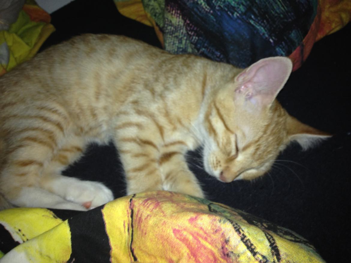 Blanding af racer Luna billede 4