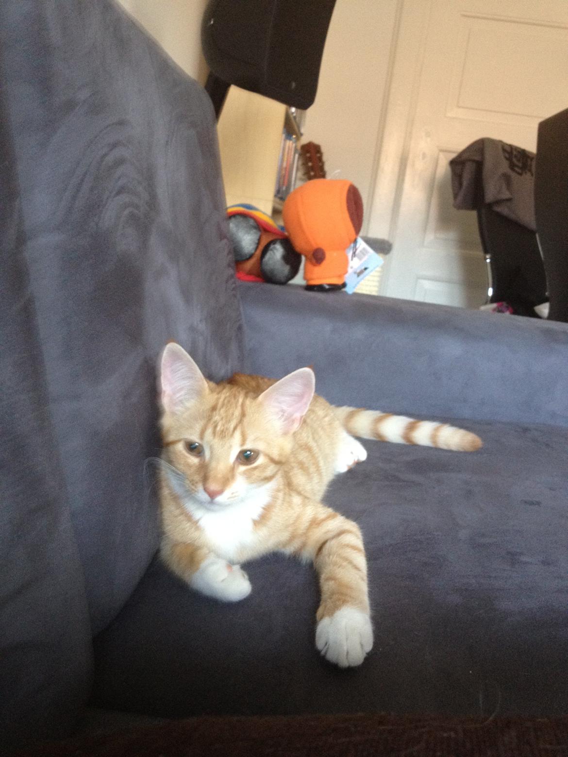 Blanding af racer Luna billede 6