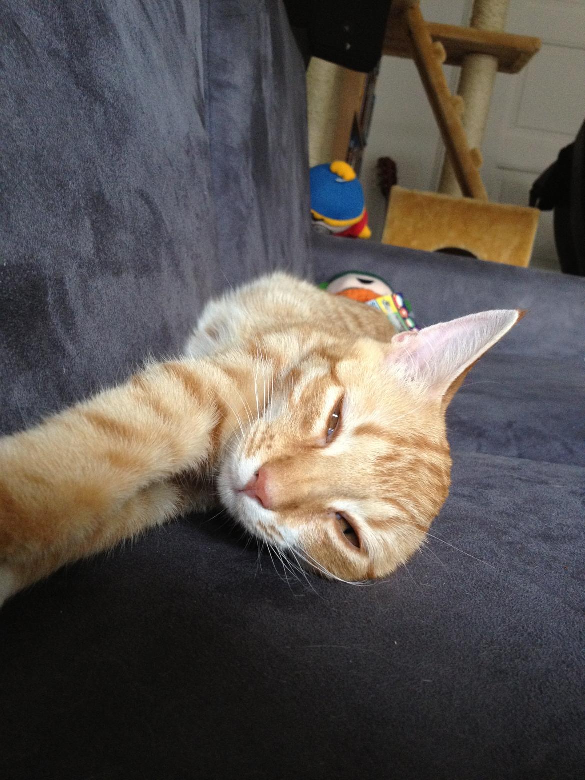 Blanding af racer Luna billede 15