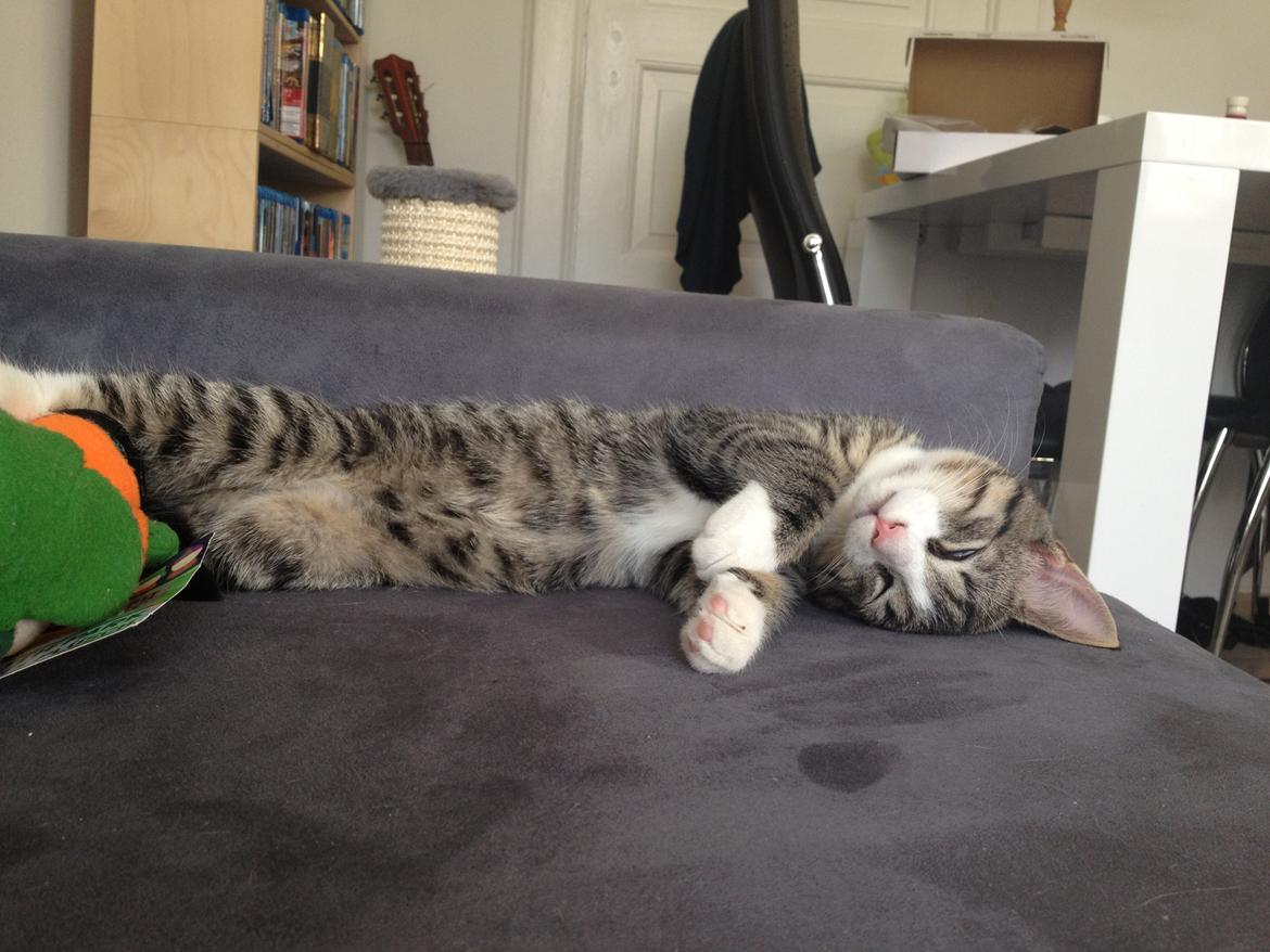 Blanding af racer Ludwig billede 5