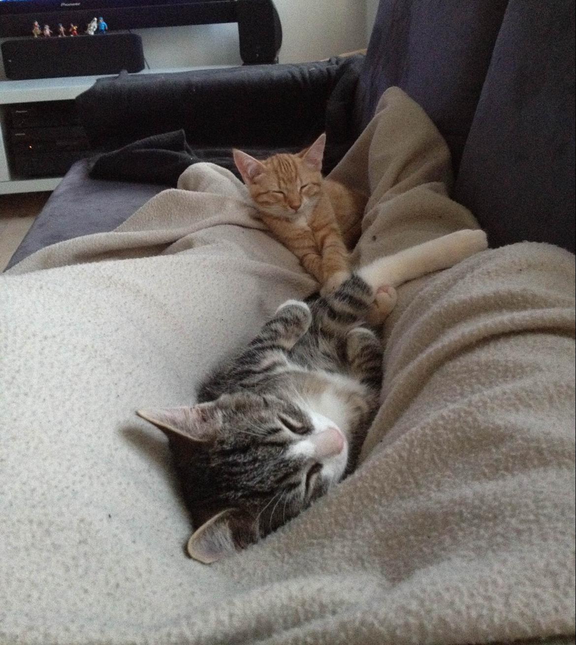 Blanding af racer Ludwig billede 7