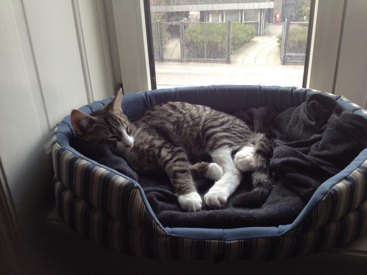 Blanding af racer Ludwig billede 8