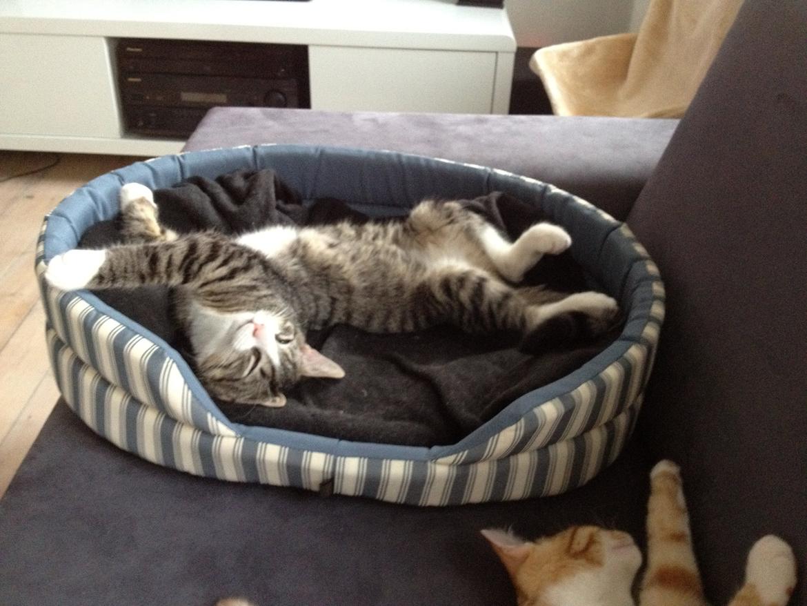 Blanding af racer Ludwig billede 9