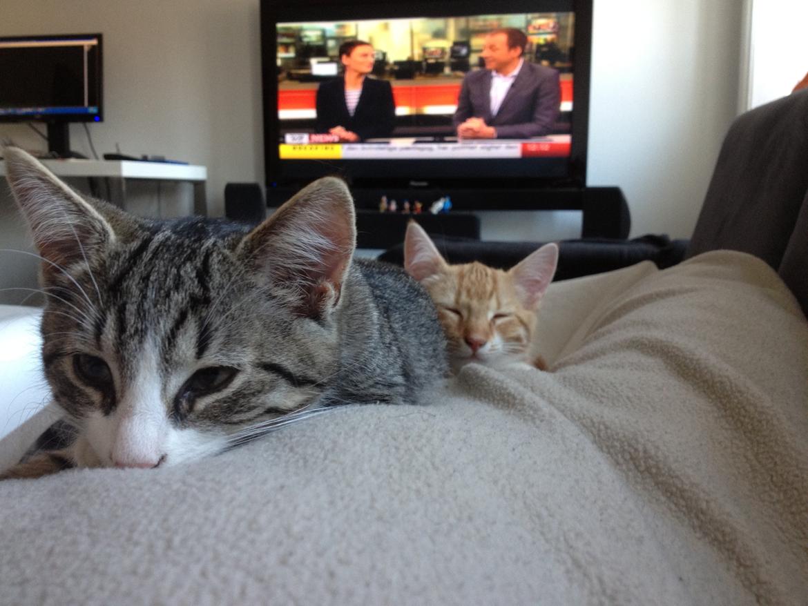 Blanding af racer Ludwig billede 11