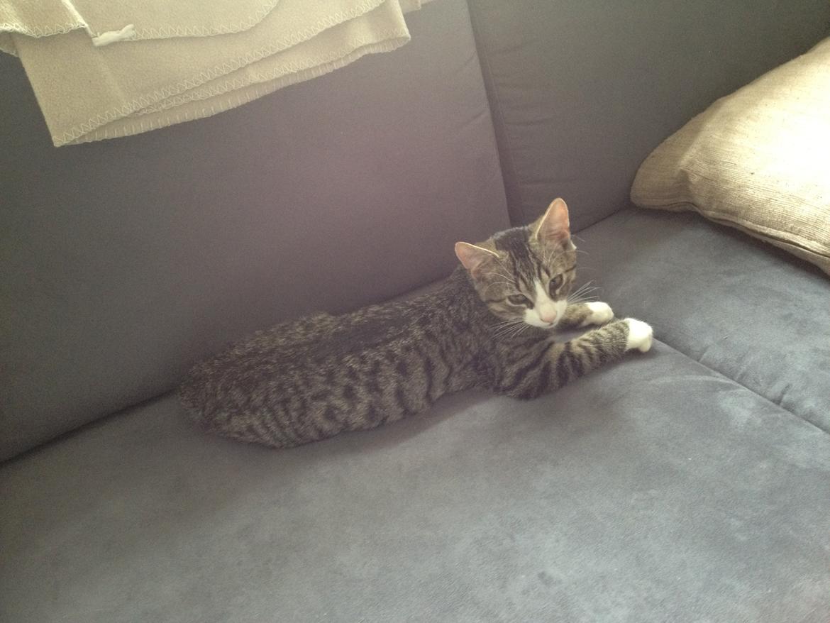 Blanding af racer Ludwig billede 12