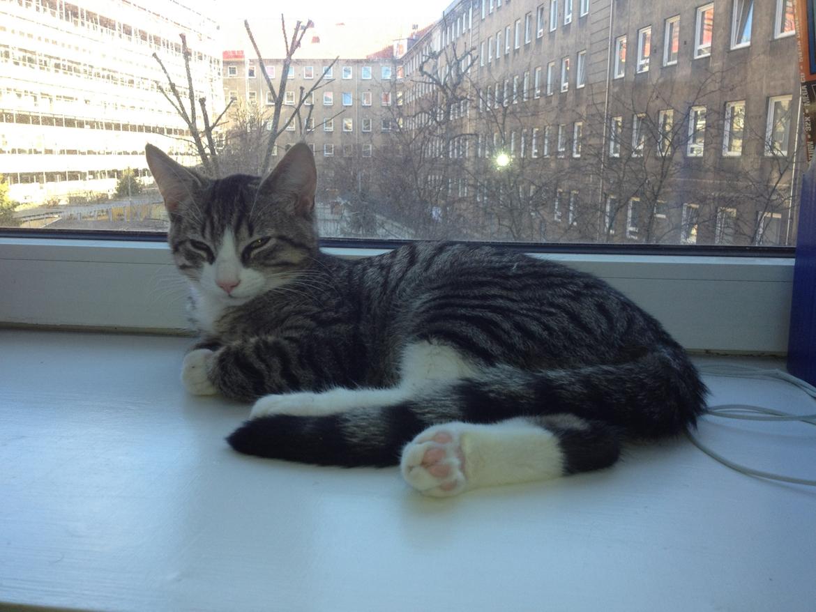 Blanding af racer Ludwig billede 13