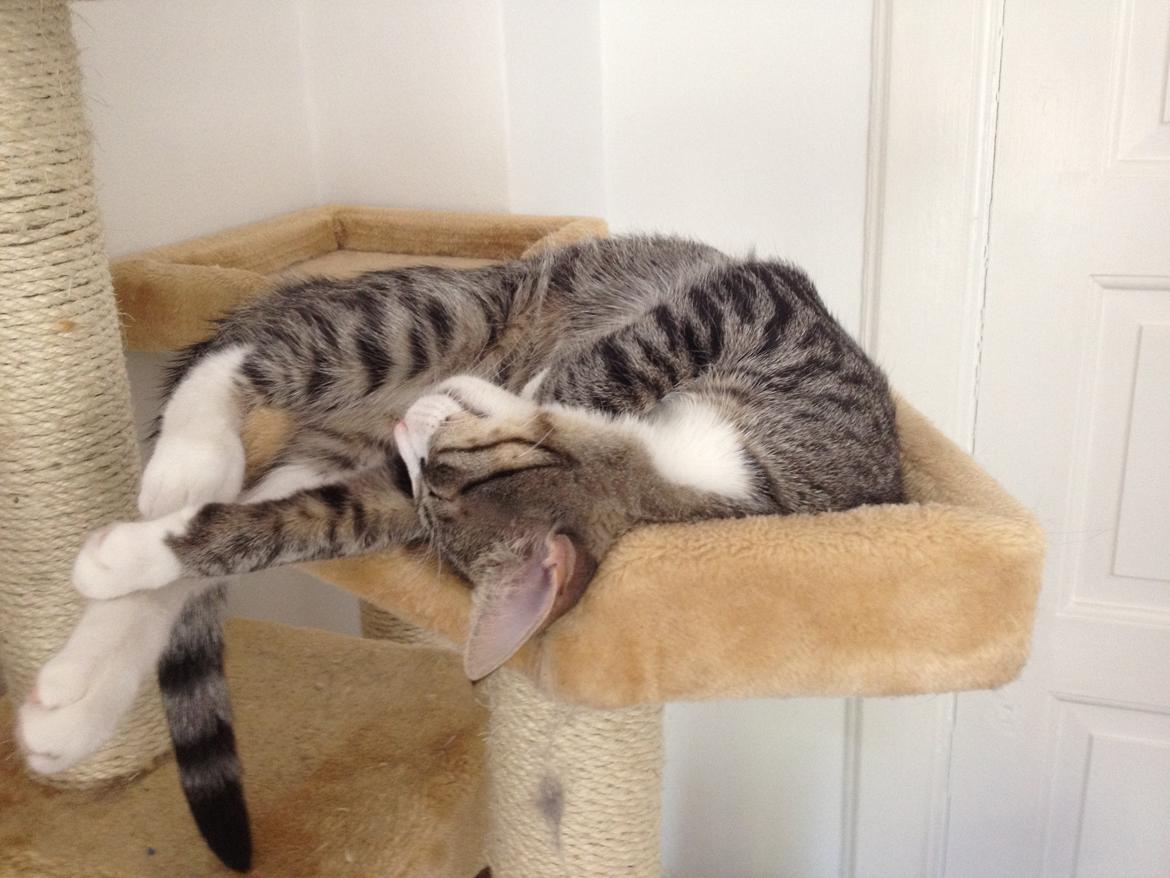 Blanding af racer Ludwig billede 14