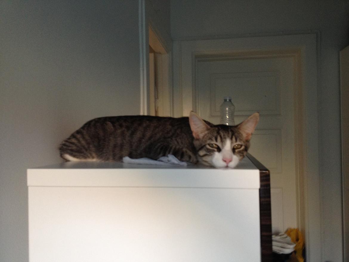 Blanding af racer Ludwig billede 16