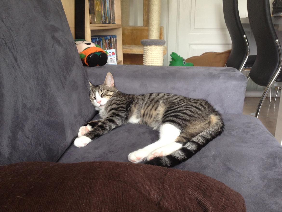 Blanding af racer Ludwig billede 17