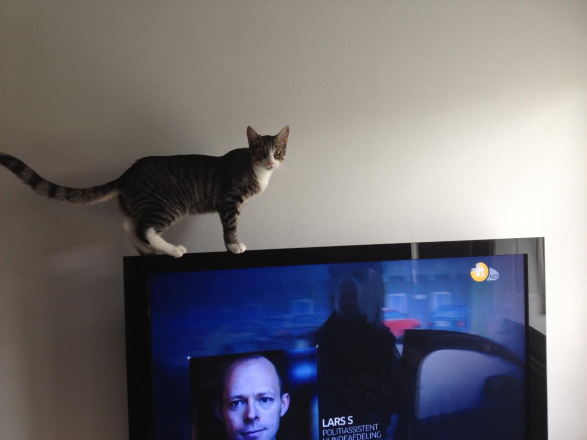 Blanding af racer Ludwig billede 18