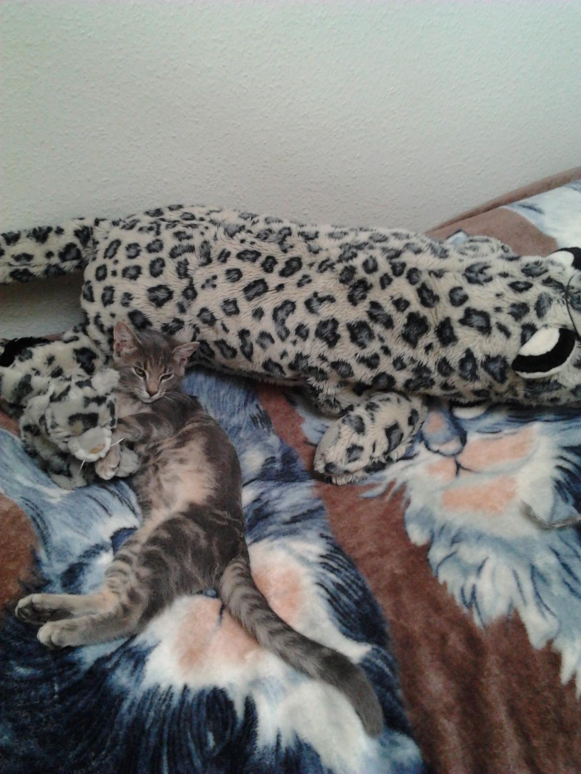 Huskat Bjarne - hmmm.... hvilken er den falske bamse? billede 2