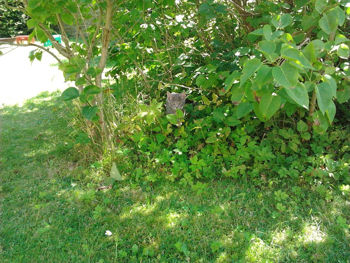 Huskat Bjarne billede 5