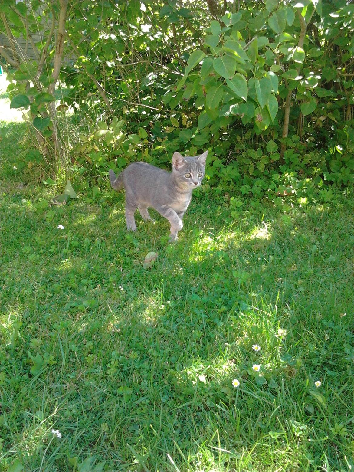 Huskat Bjarne billede 3