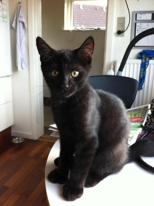 Blanding af racer Batman billede 10