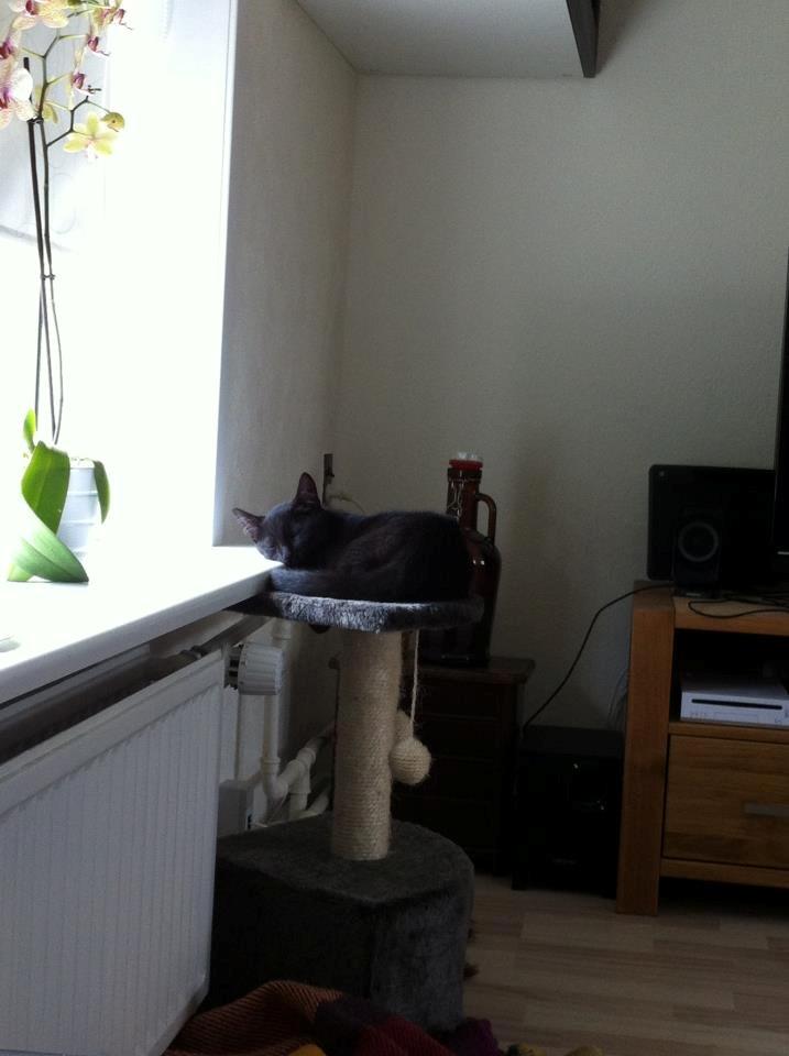 Blanding af racer Batman billede 11