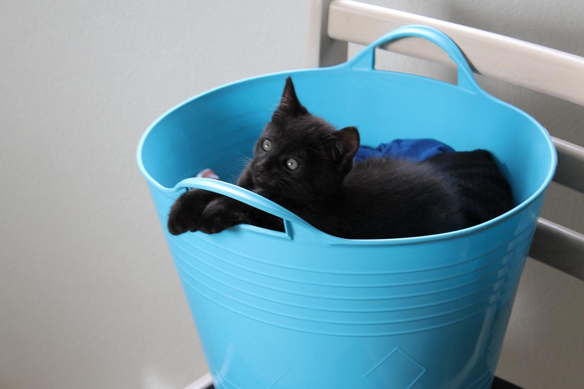 Blanding af racer Batman - Han ligger bedst i vasketøjskurven billede 8