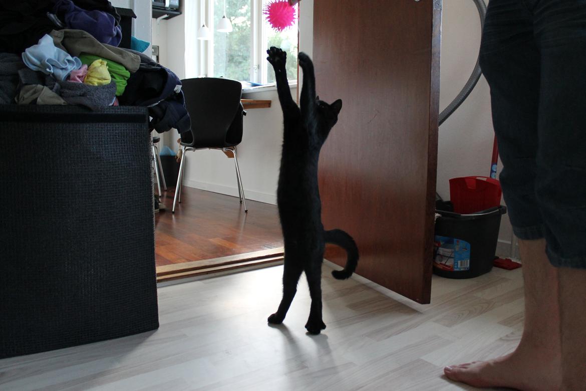 Blanding af racer Batman billede 9