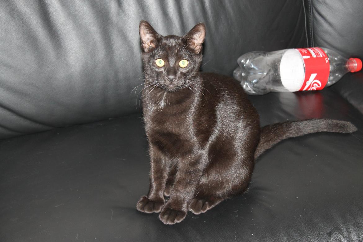 Blanding af racer Batman - Velkommen :)
Batman 5 måneder her. billede 1