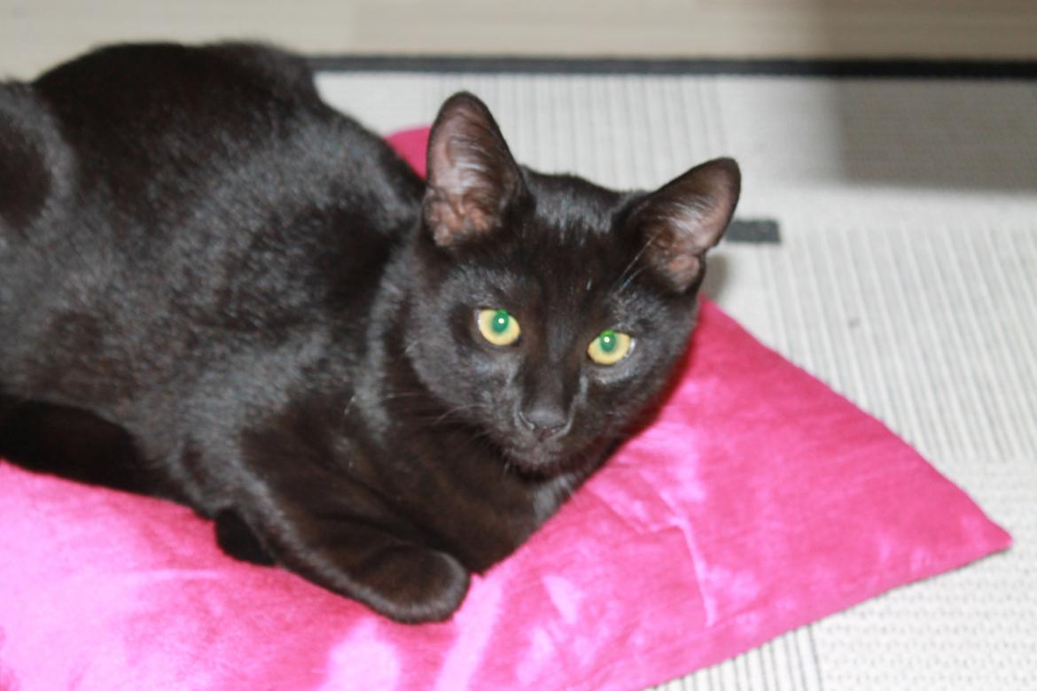 Blanding af racer Batman billede 12