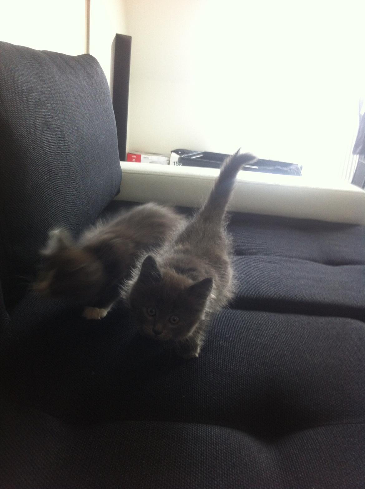 Maine Coon Trold billede 14