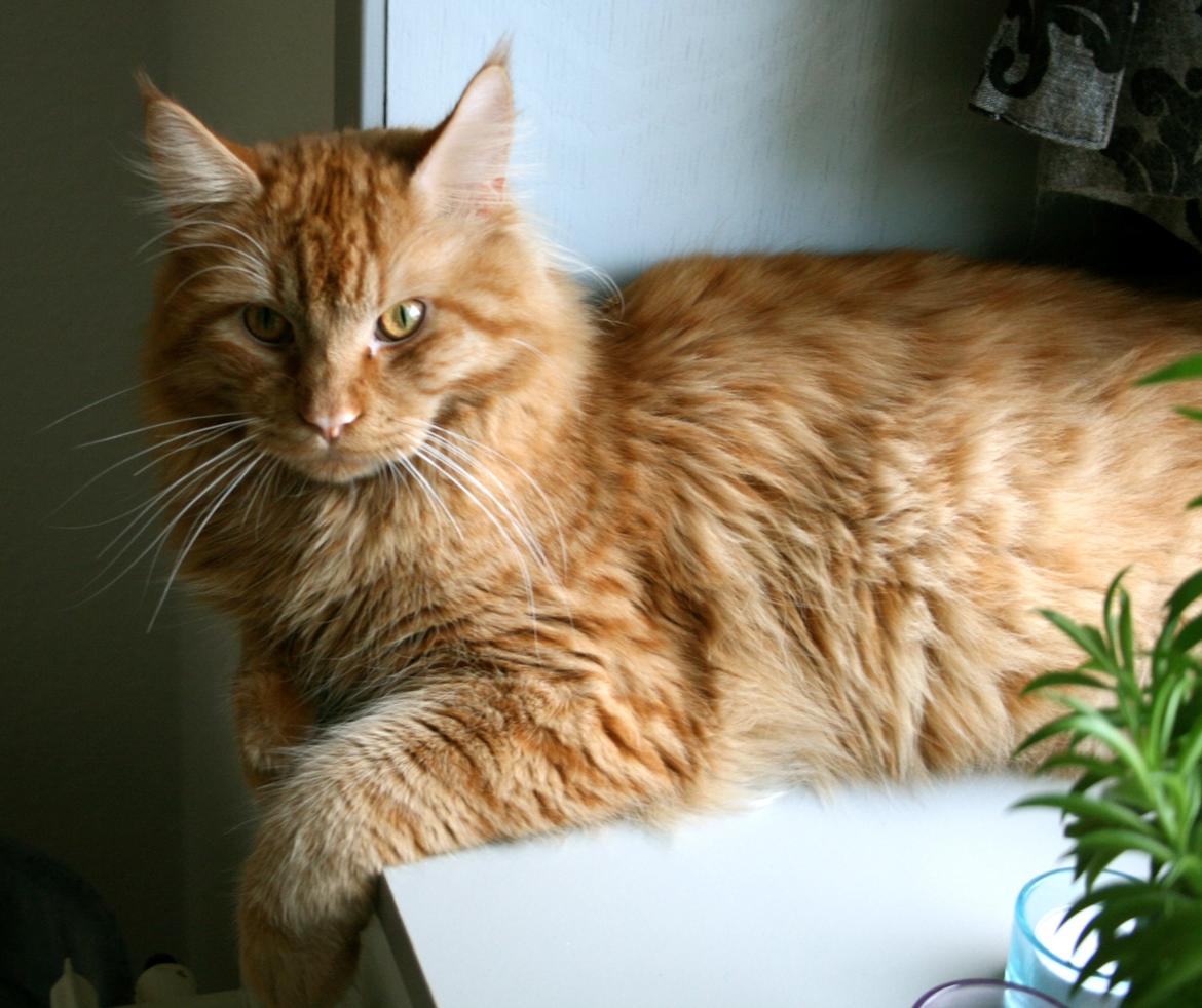 Maine Coon Joey billede 6