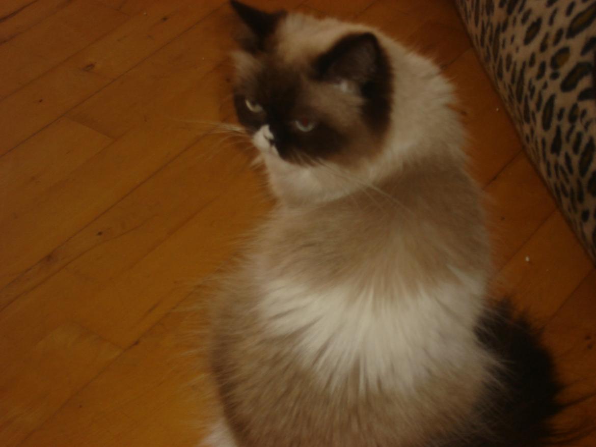 Perser Bella billede 2