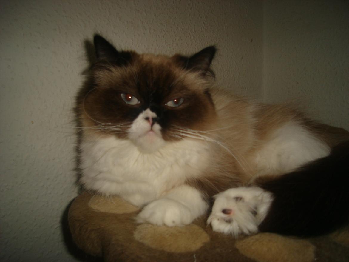 Perser Bella billede 1