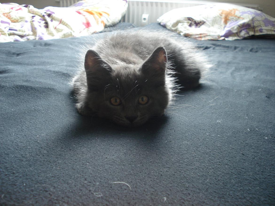 Maine Coon Trold billede 15