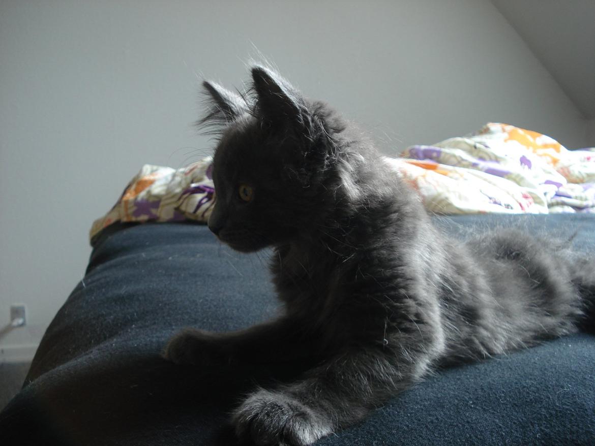 Maine Coon Trold - "hvor blev Bibs af?" billede 2