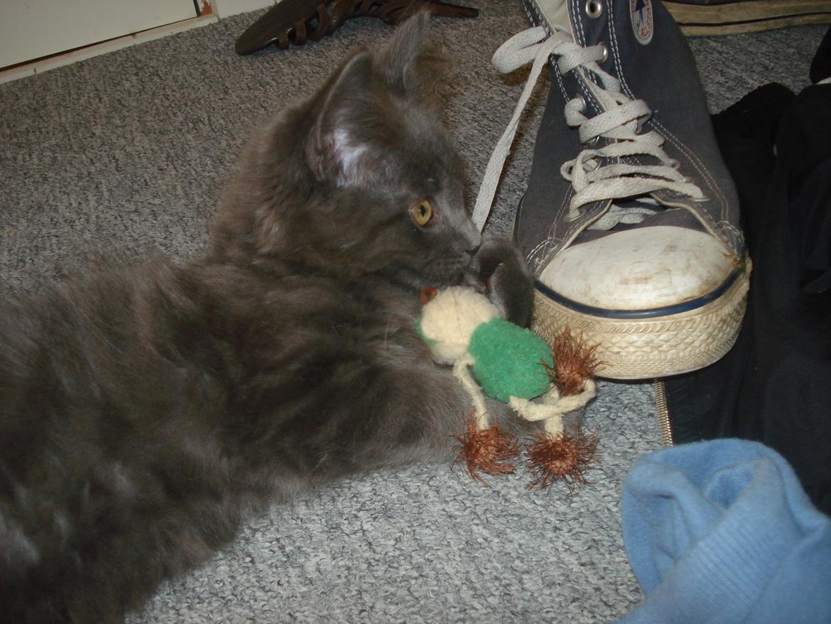 Maine Coon Trold billede 16