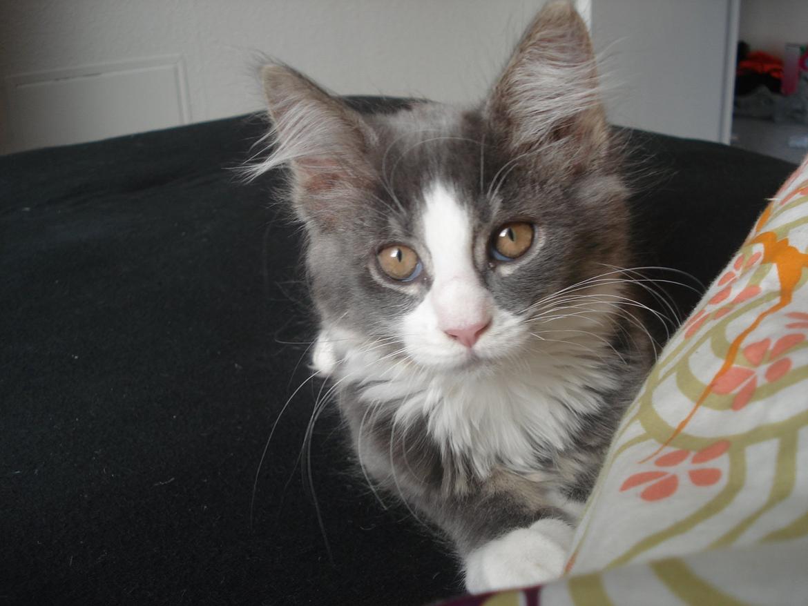 Maine Coon Bibs billede 1