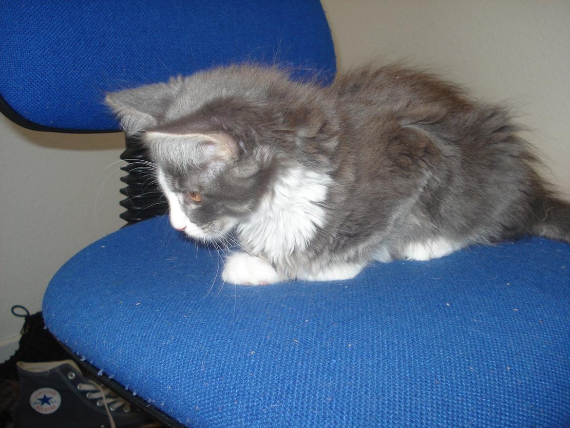 Maine Coon Bibs billede 15