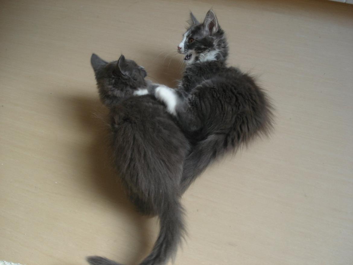 Maine Coon Bibs - Slåskamp med bror ;) billede 16