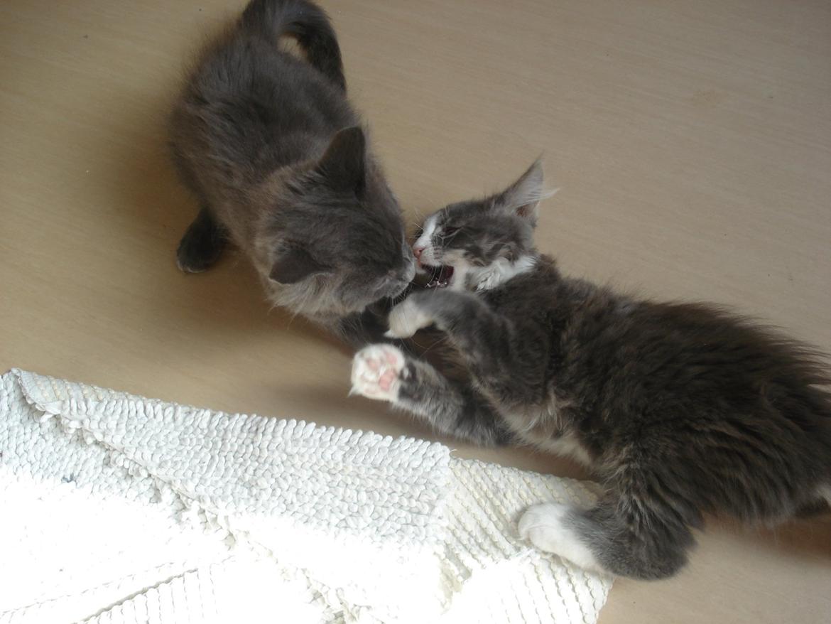 Maine Coon Bibs billede 17