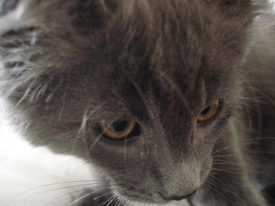 Maine Coon Trold - Min smukke lille dreng :) billede 1