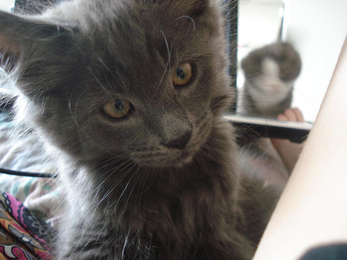 Maine Coon Trold billede 17