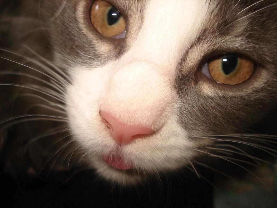 Maine Coon Bibs - Hva laver den tunge ;) billede 18