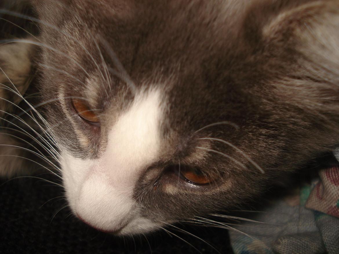 Maine Coon Bibs - Lidt speciel øjnfarve :) billede 19