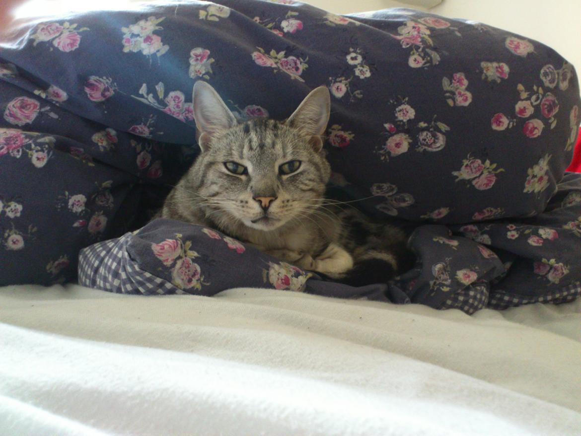 Europé Carezzando's Silver Pio - Endnu et billede :) billede 45