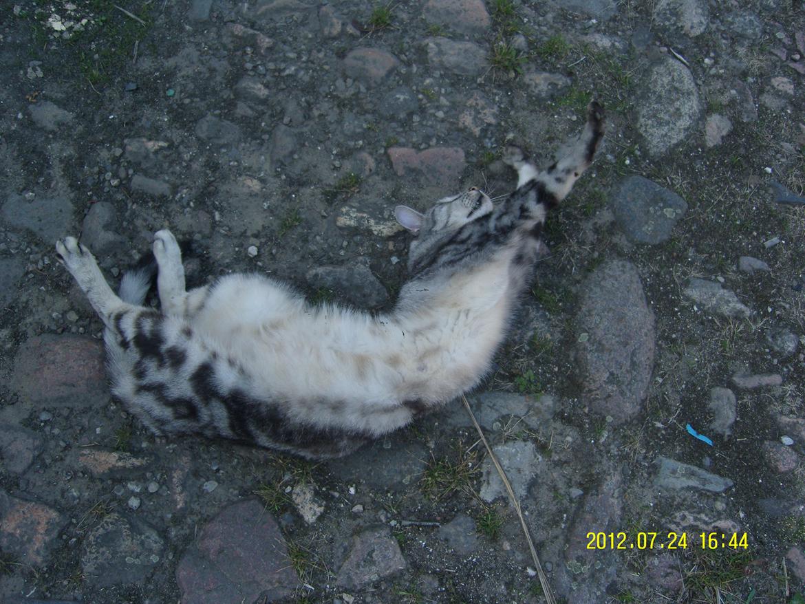 Europé Carezzando's Silver Pio billede 30