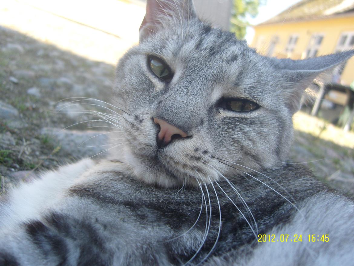 Europé Carezzando's Silver Pio billede 31