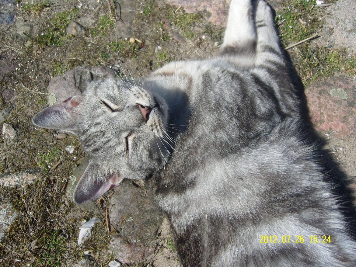 Europé Carezzando's Silver Pio billede 32