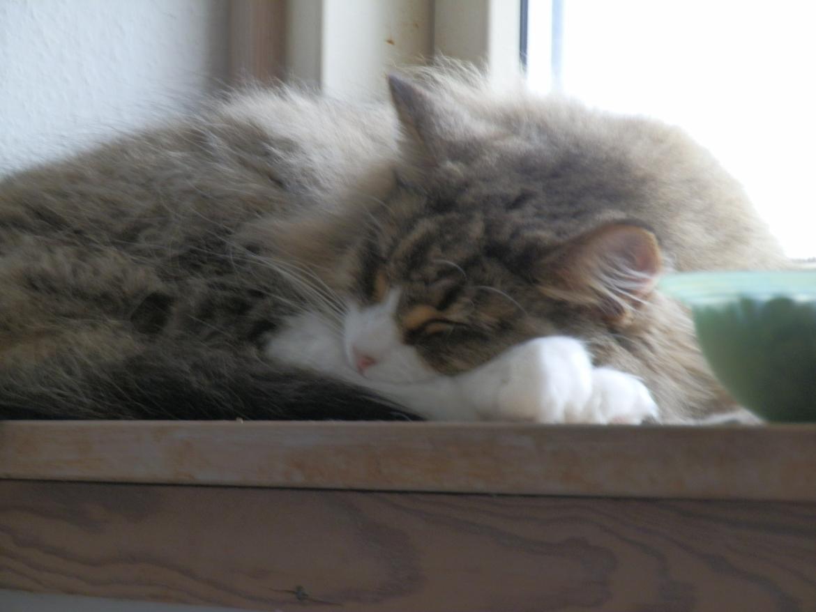 Norsk Skovkat t'binas frigg billede 13