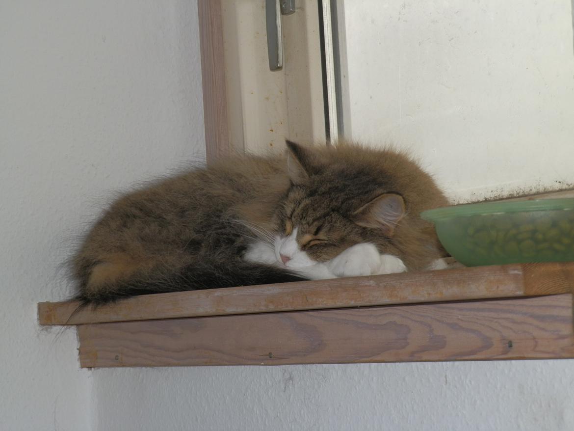 Norsk Skovkat t'binas frigg billede 14