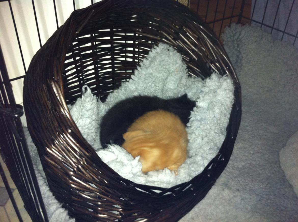 Huskat Himmelmis Manse - Det her er mig og min storebror billede 3