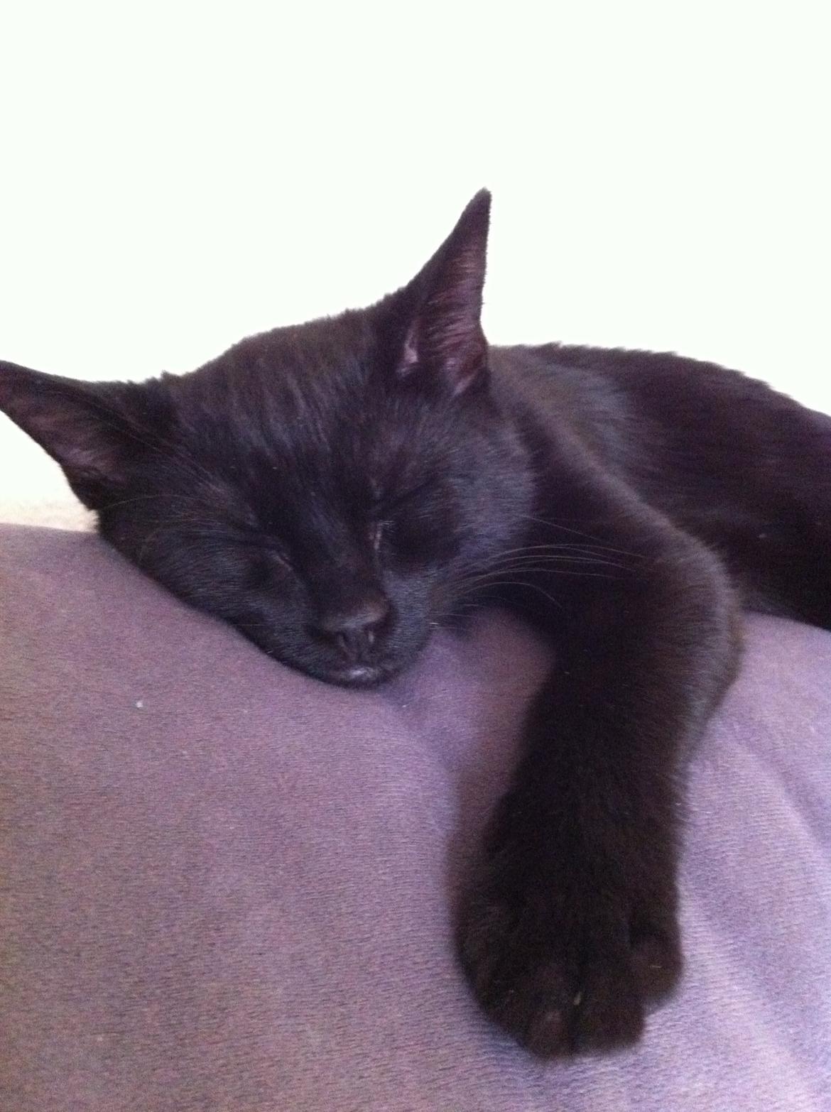 Huskat Himmelmis Manse billede 12