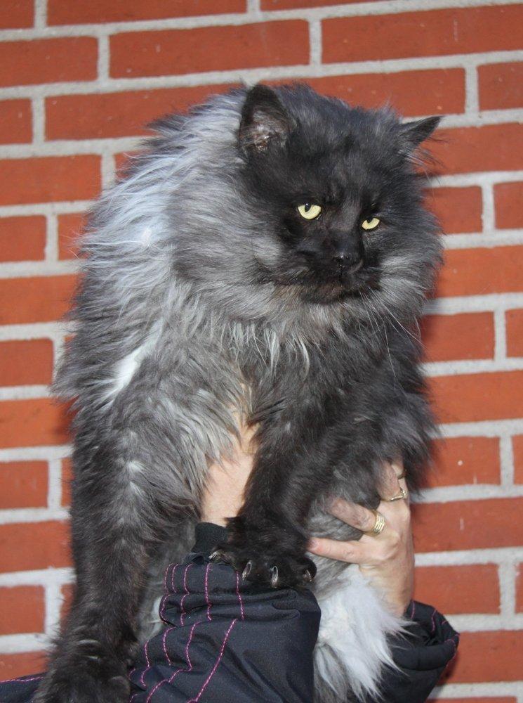 Maine Coon Samson *Sov sødt* - Billedet her er ca. 1 år gammel :) billede 1